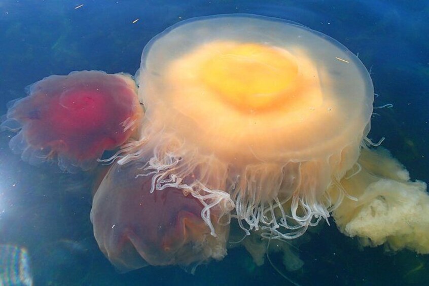 Jellyfish