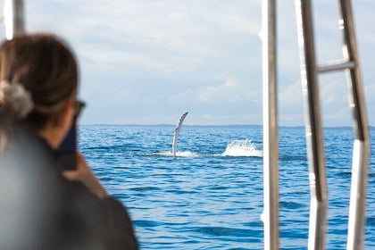 Hervey Bay: Halve dag walvissen spotten & Island Stop Tour