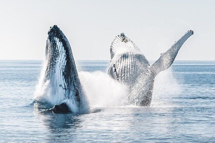 Hervey Bay: Half Day Whale watching & Island Stop Tour