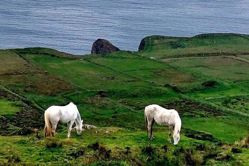 The native Connemara Ponies on the Sky Road