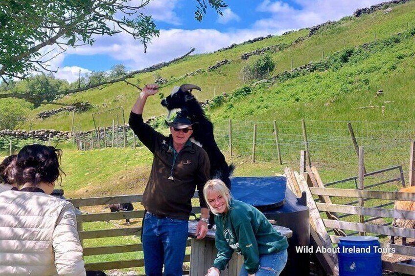 Feeding the orphan lambs ( and goats)