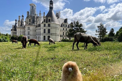 3 Loire Valley Castles and Wine Tasting Private Guided Tour