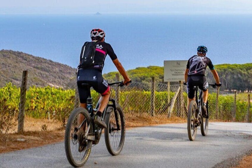 2-Hour Tour, Wine Tasting, E-bike at Tenuta delle Ripalte