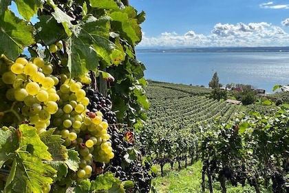 Lake Constance wine tour > day tour > wine tasting at 3 winemakers