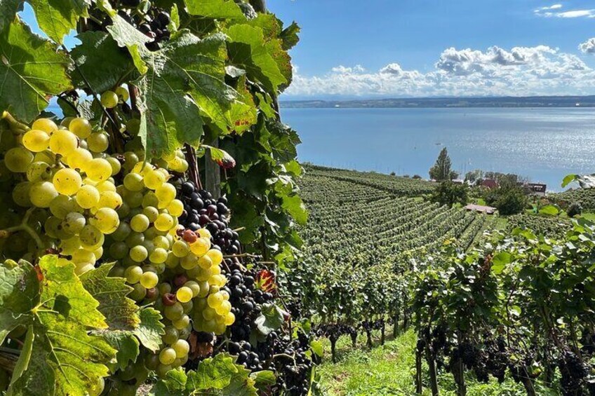 Vines with a view of Lake Constance