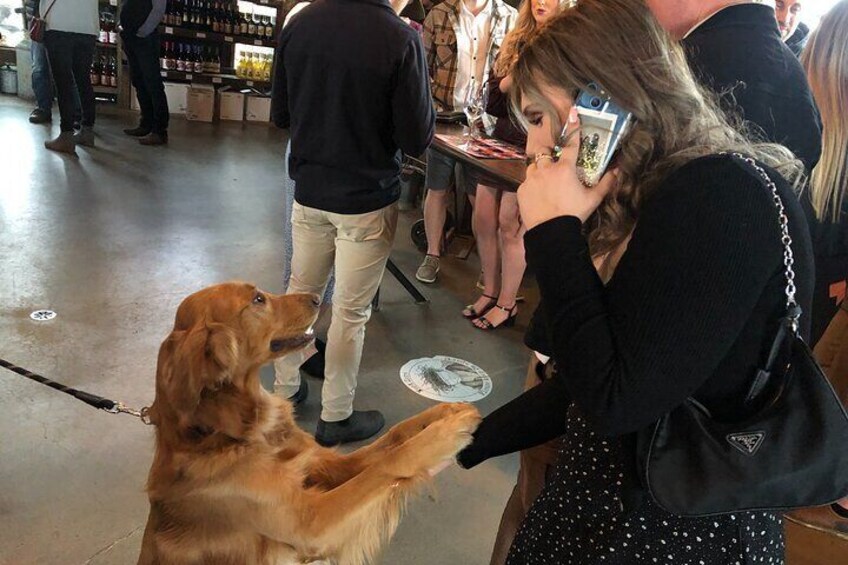 Puppies bring happiness too!