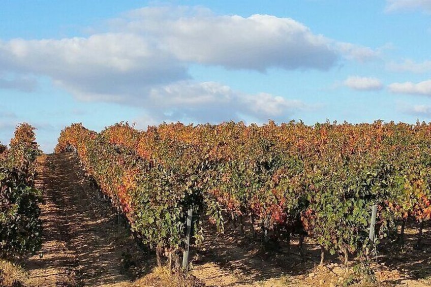 Full Day Private Tour to Rioja Wine Tour with Lunch from Bilbao