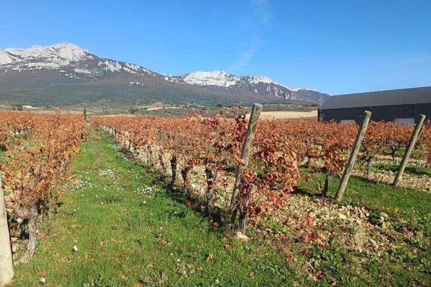 Full Day Private Tour to Rioja Wine Tour with Lunch from Bilbao 