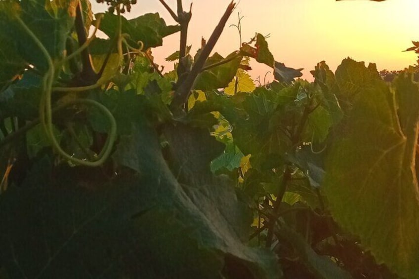 Gaillac vineyard at sunset