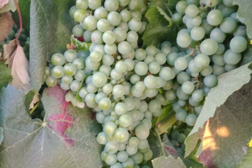Beautiful grapes are the start...