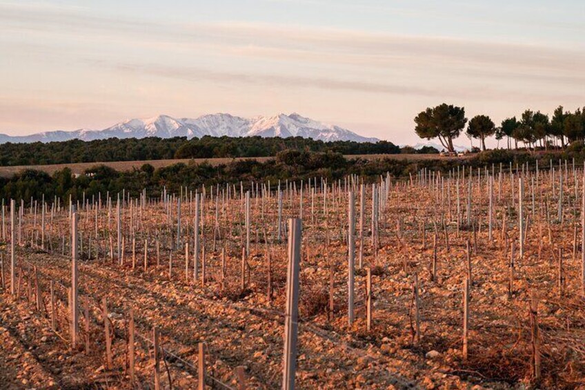 Vineyard of the Catalan Country
