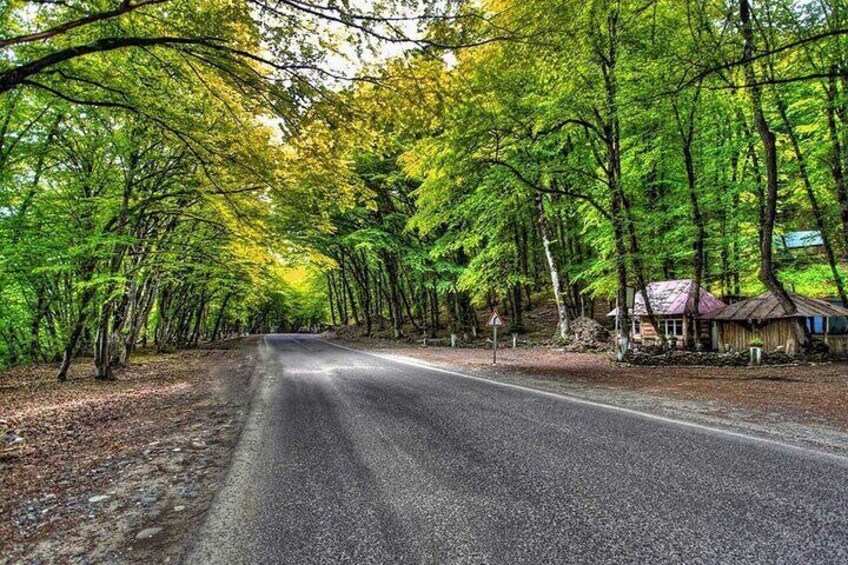 Gachrash Forest