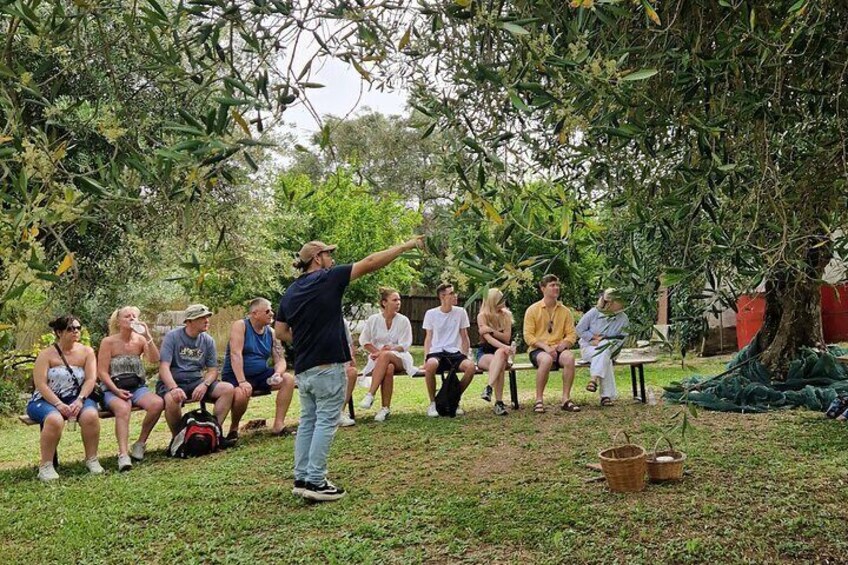 North Corfu Olive Tour With Olive oil Tasting & Meze