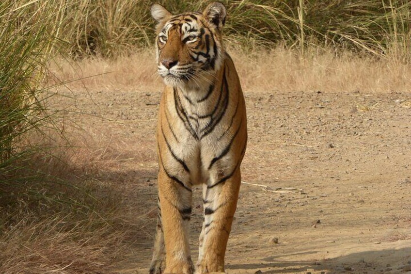 Private Wildlife Watching Experience in Ranthambore National Park