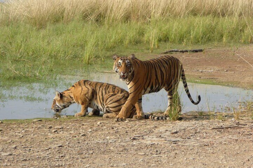 Private Wildlife Watching Experience in Ranthambore National Park