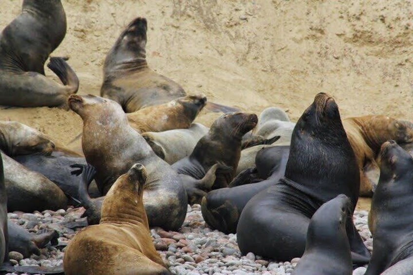 Ballestas Islands