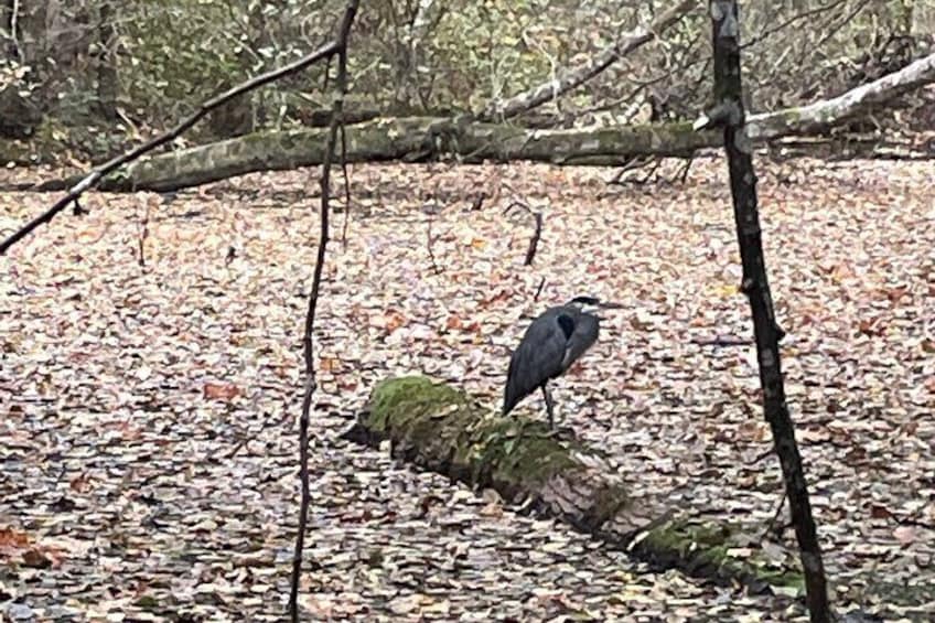 Hello Mr Heron!