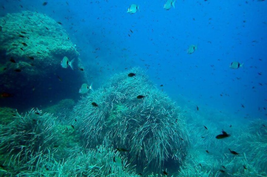 Baptism of diving from boat