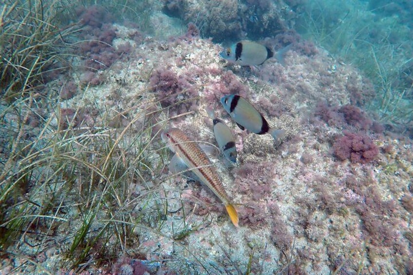 Baptism of diving from boat