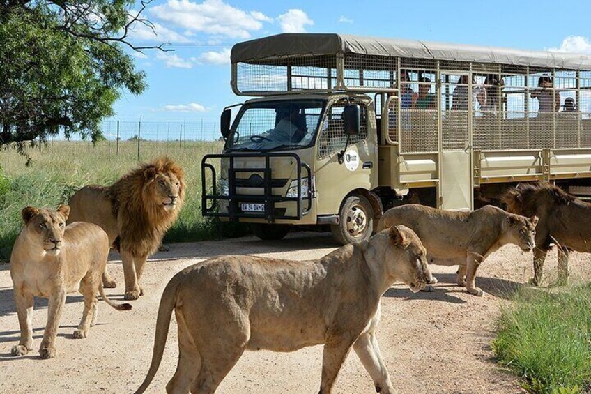  African Predators Safari, Unforgettable and Majestic. 