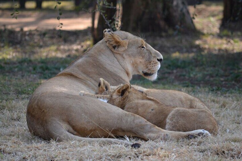  African Predators Safari, Unforgettable and Majestic. 