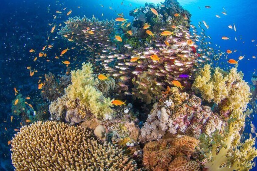 Ras Mohamed snorkeling trip with VIP lunch from Sharm
