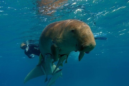Inmersión diaria con dugongos y tortugas en Marsa Mubarak | Marsa Alam
