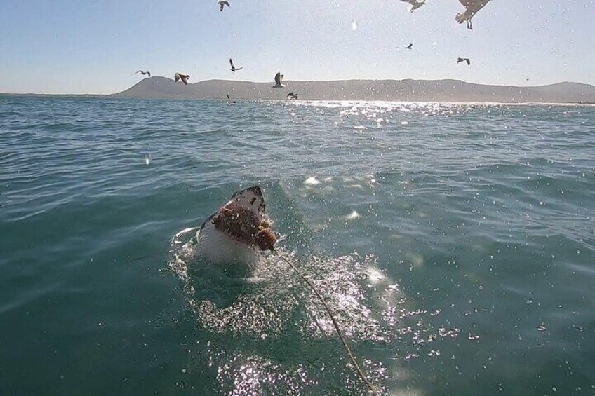 Cape Shark Adventures 