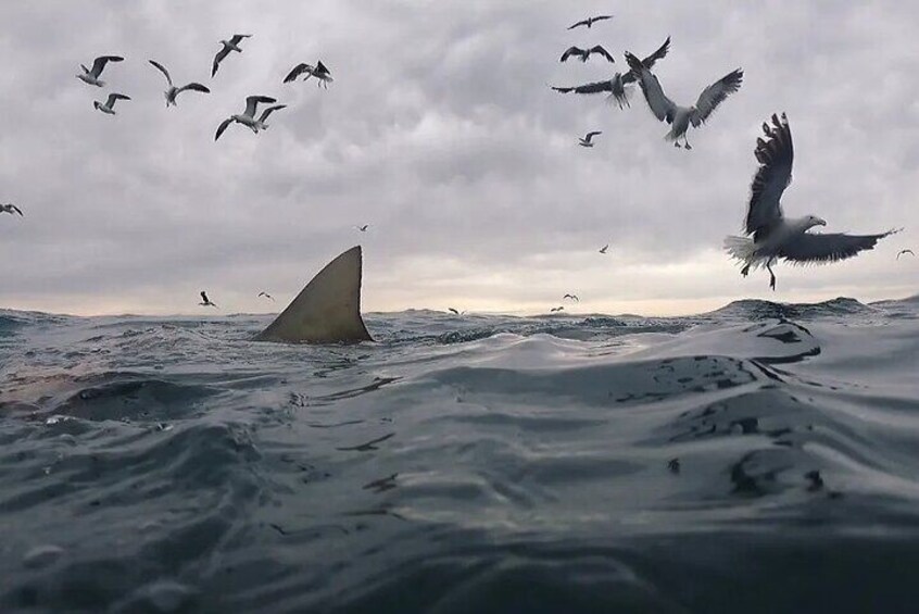 Cape Shark Diving Adventures 