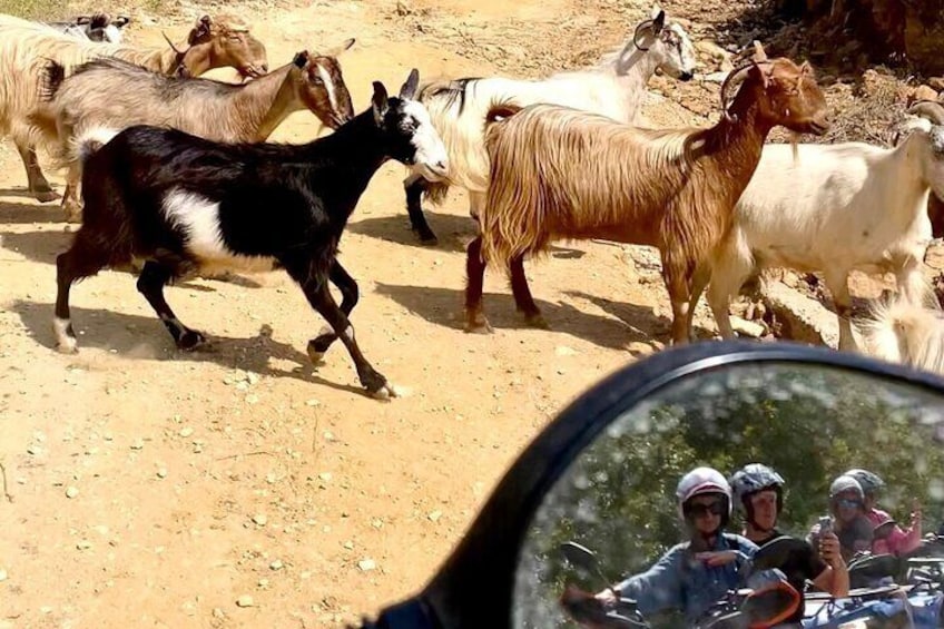 quad safari tour - explore the wild side of crete