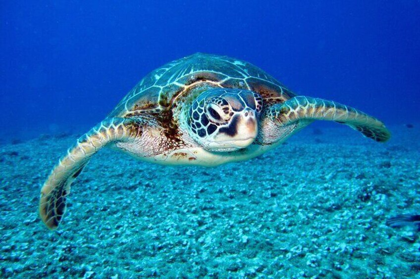 Almost all the time encounter with a turtle