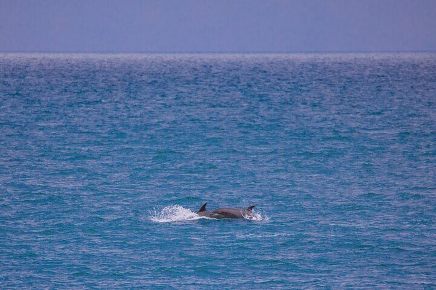 Pair of dolphins visiting on our tour!