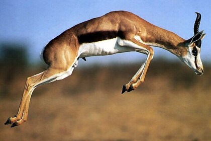 5-Day Private Tour Mikumi National Park and Selous Game Reserve