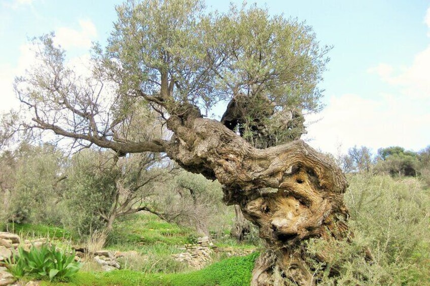 Private Lefkes Byzantine Path Ancient Greek Route Hike