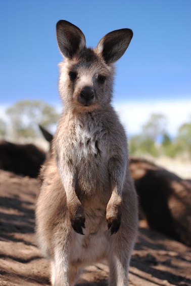 Admission to Bonorong Wildlife Sanctuary