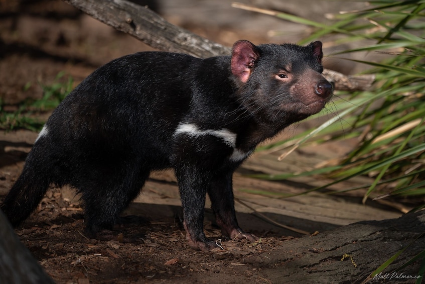 Admission to Bonorong Wildlife Sanctuary