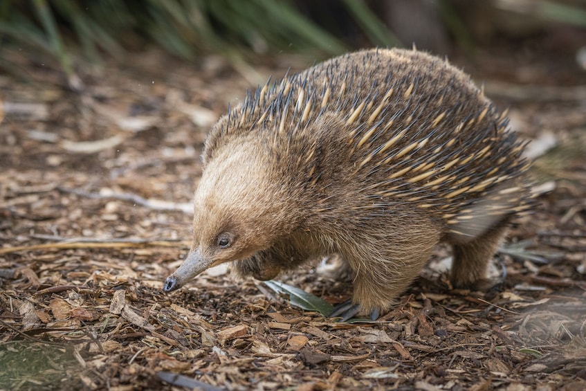 Admission to Bonorong Wildlife Sanctuary