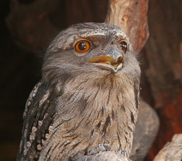 Admission to Bonorong Wildlife Sanctuary
