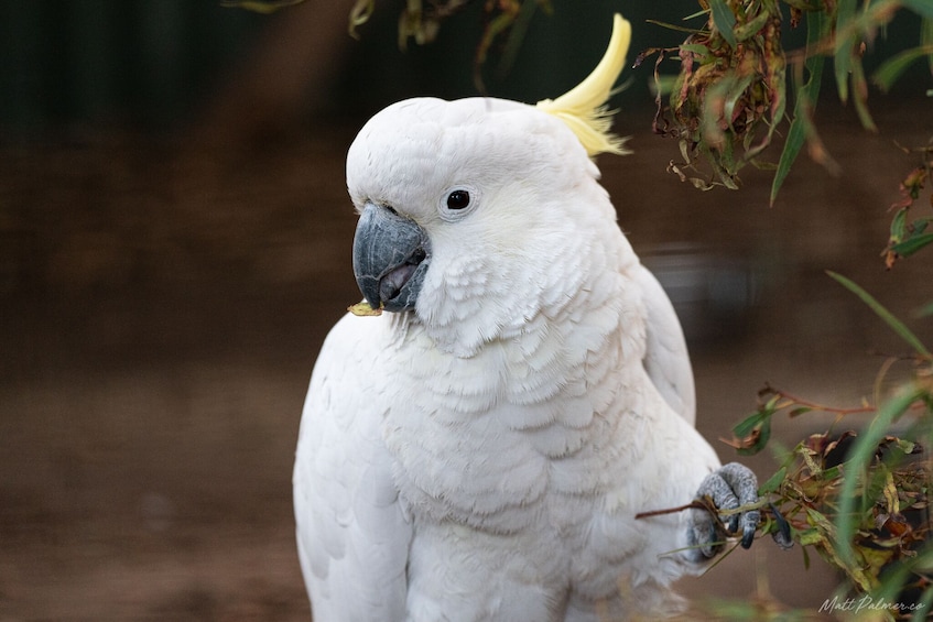 Admission to Bonorong Wildlife Sanctuary