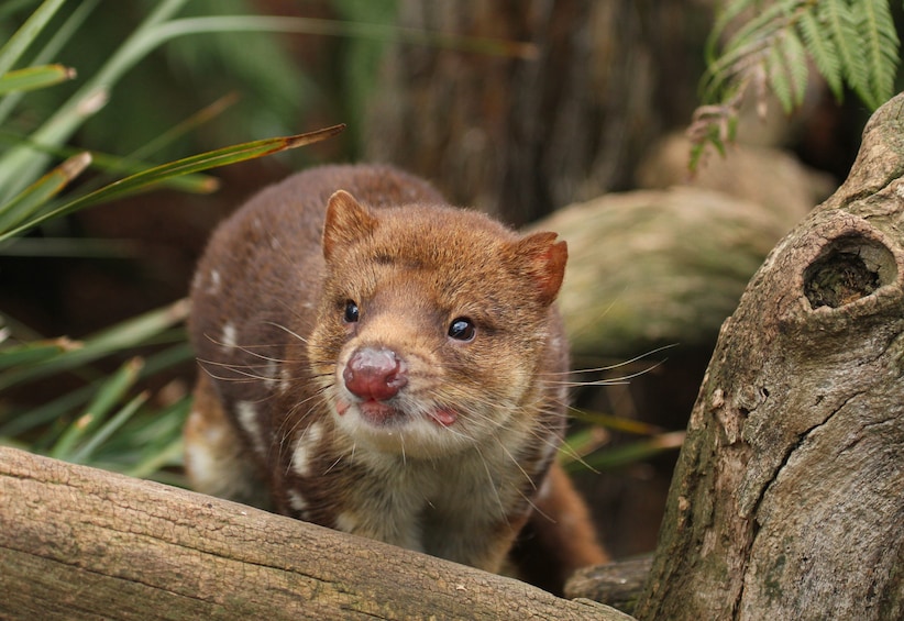 Admission to Bonorong Wildlife Sanctuary