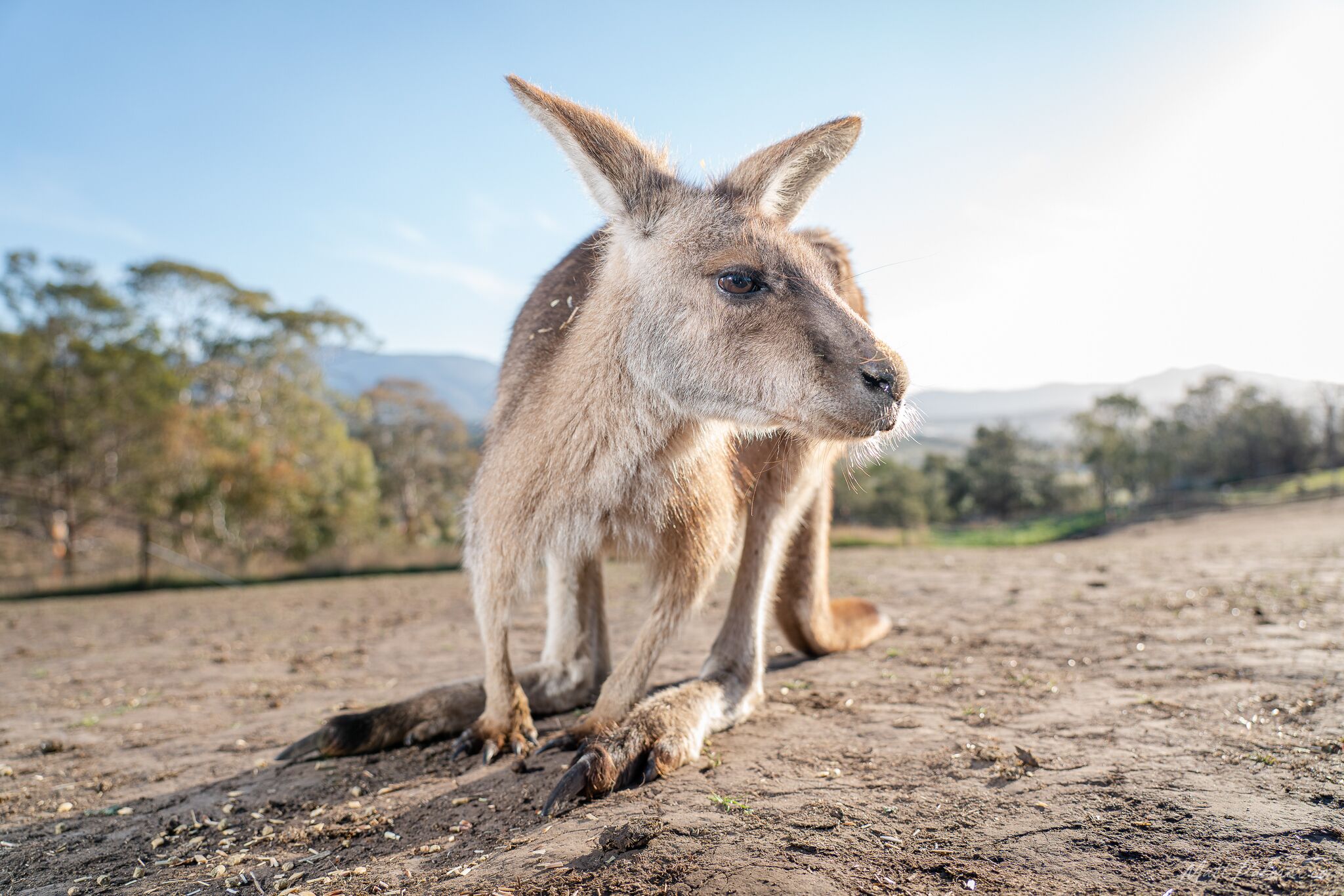 admission-to-bonorong-wildlife-sanctuary