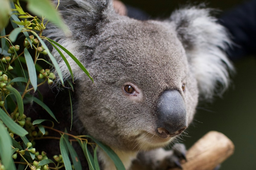 Show item 4 of 9. Admission to Bonorong Wildlife Sanctuary