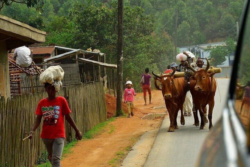 Nosy be Full Day Private with Local Guide from Hell Ville