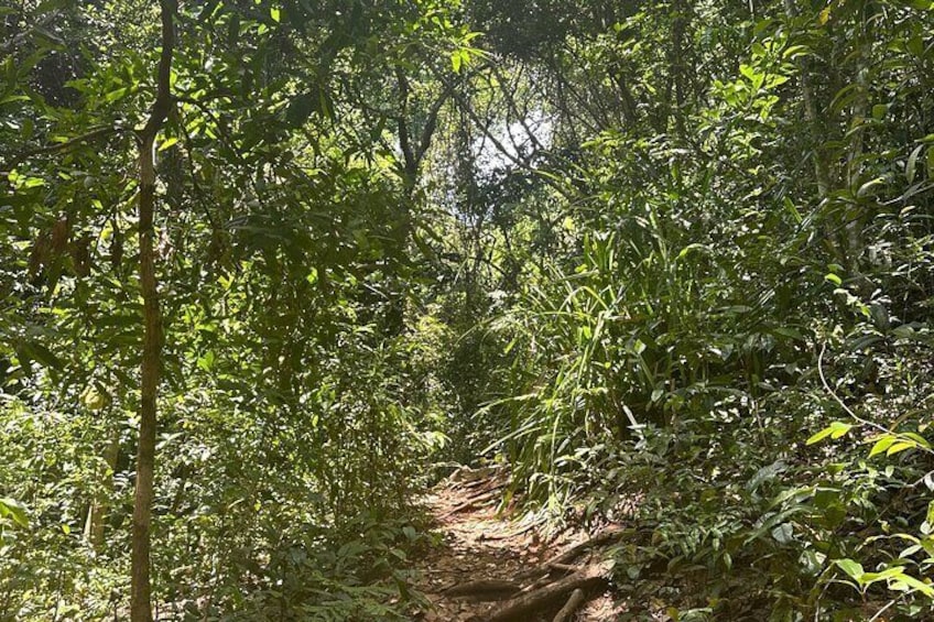 Guided tour to Lokobe Natural Park