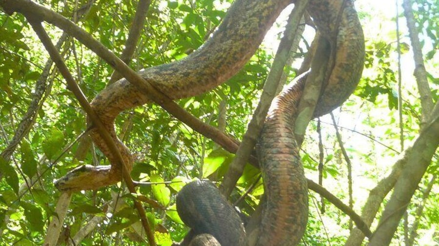Guided tour to Lokobe Natural Park