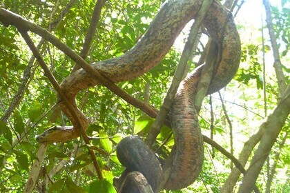 Guided tour to Lokobe Natural Park