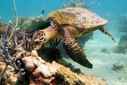 Guided tour of the Nosy Komba and Nosy Tanikely Islands