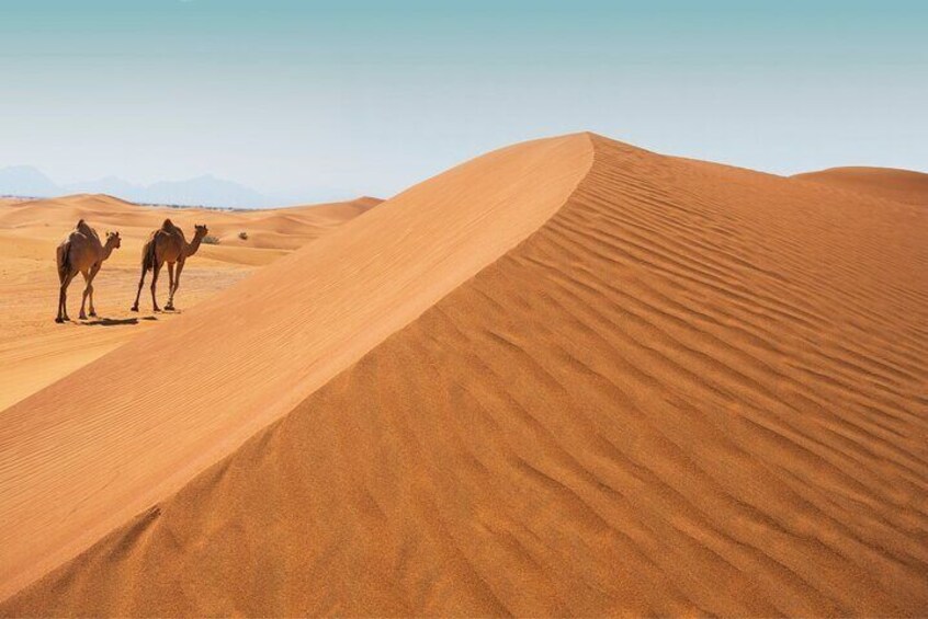 Desert Safari Tour in Abu Dhabi with Sand Boarding and Camel Ride