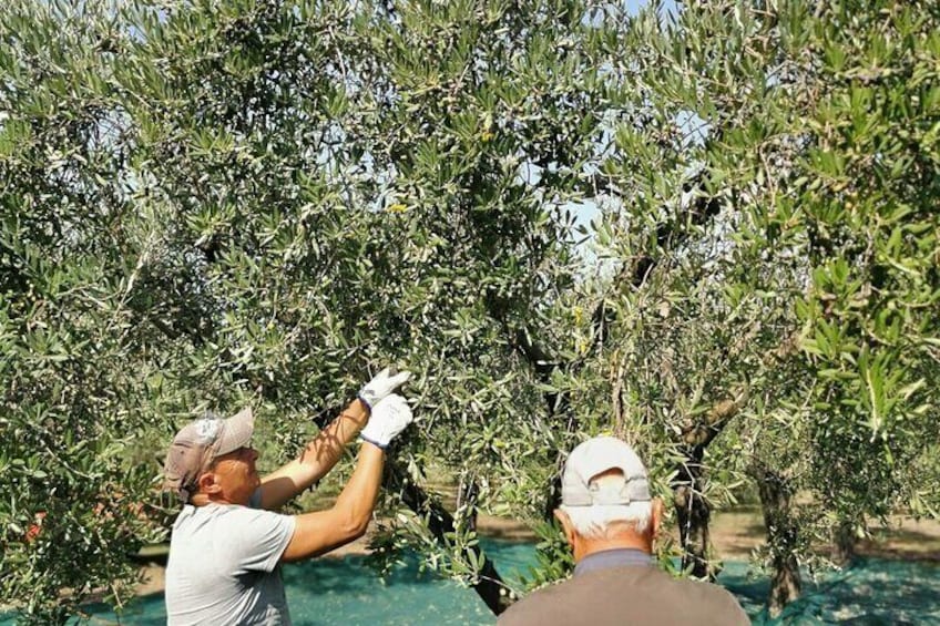 Olive harvest, visit to the oil mill and typical lunch 
