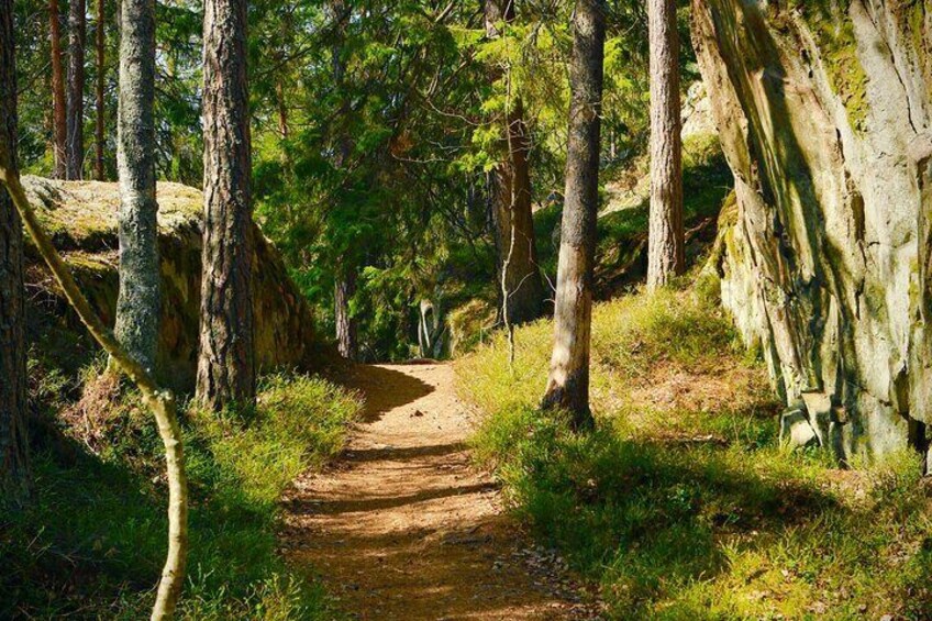 Magic trail through the forest, July